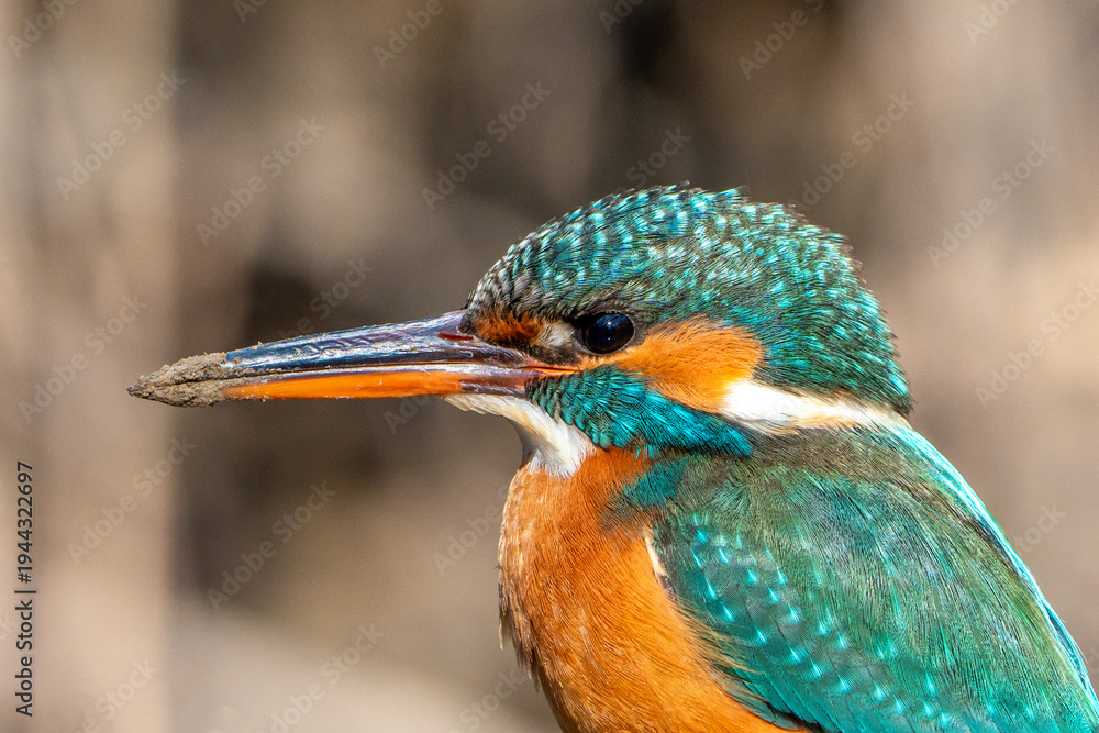 Obraz premium Kingfisher.