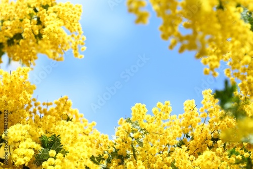 黄色いミモザの花