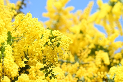 黄色いミモザの花