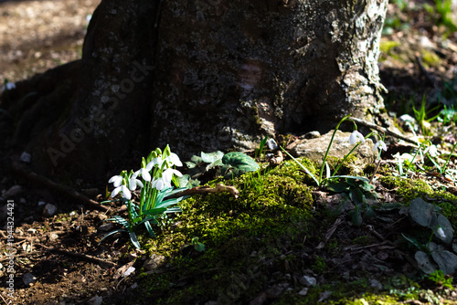 Common Snowdrops (Galanthus nivalis) Blooming in Early Spring Forest