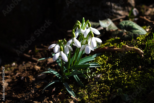 Common Snowdrops (Galanthus nivalis) Blooming in Early Spring Forest