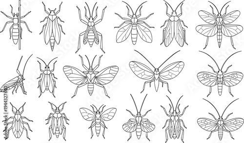 Collection of eighteen black and white insect illustrations including butterflies, moths, beetles and wasps for entomology, educational and decorative vector design projects