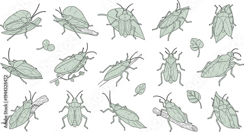 Collection of leaf insect illustrations showing camouflage and mimicry with diverse shapes and orientations for entomology and vector design projects