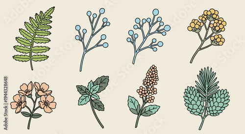 A collection of hand-drawn botanical illustrations featuring various ferns and flowering plants in a colorful, modern style