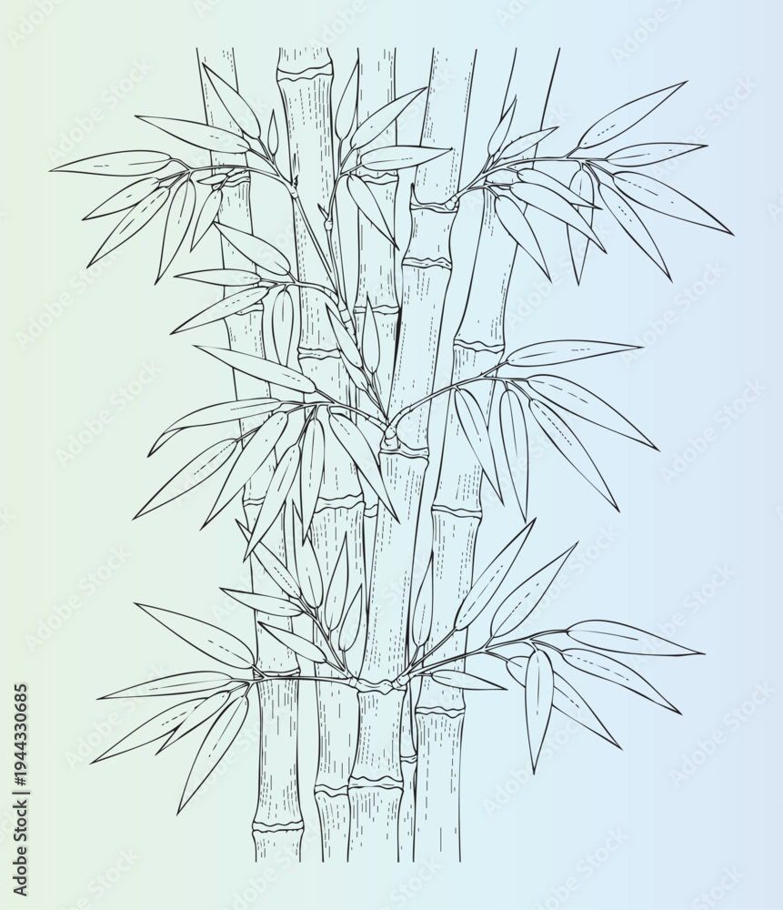 Obraz premium Detailed handdrawn bamboo plant illustration with leaves and stems
