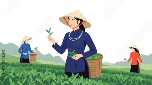 Group of women in traditional conical hats picking fresh green tea leaves in a vast plantation with mountains in the background.