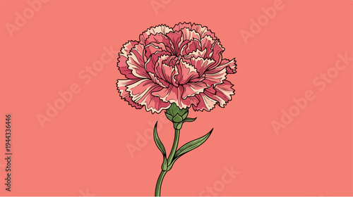 Elegant pink carnation flower blooming against a coral background.