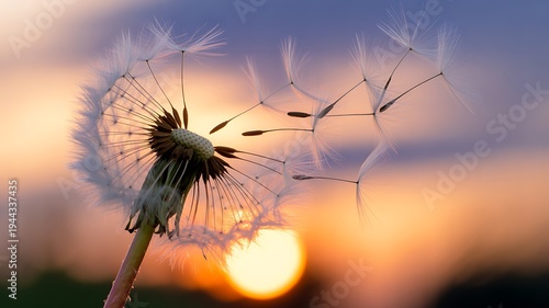 Dandelion flower dispersing seeds at sunset