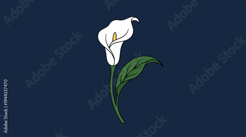 Elegant white calla lily blooming against a dark blue background.