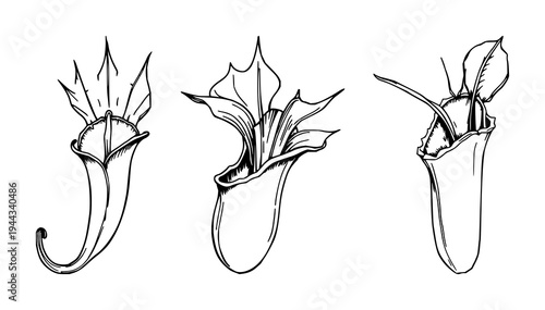 Venus flytrap set with hand-drawn scientific illustration featuring carnivorous plant, botanical anatomy, white background with detailed and line art