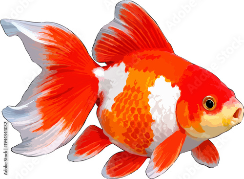 Cyprinus carpio illustration art