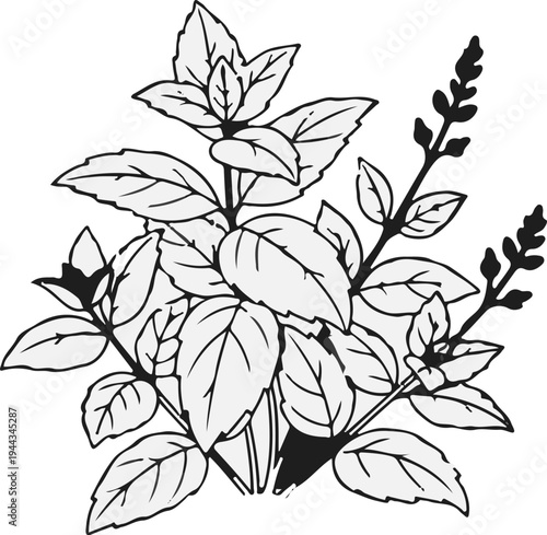 Black and white illustration of a lush green herb with visible leaves and flower spikes