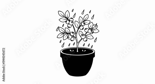 Black and white illustration of a potted plant with berries and rain