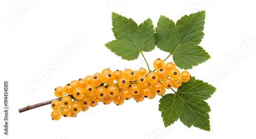 A vibrant bunch of yellow currants with green leaves on a white background