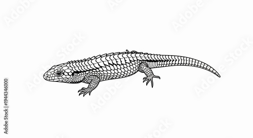Black and white illustration of a scaled reptile with segmented tail