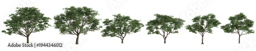 Multiple Koelreuteria paniculata trees 3d illustration on transparent background