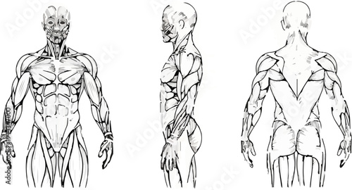 Anatomical study of human musculature, front, side, and back views