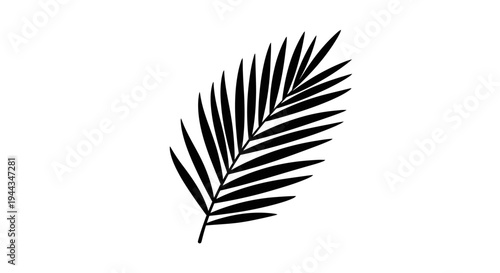 Black silhouette of a palm leaf.
