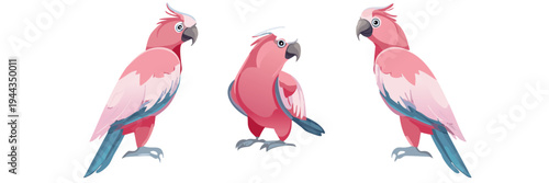 Vector illustration set of pink galah parrots in various poses, Stylized Australian rose-breasted cockatoo character collection, transparent educational exotic bird fauna art zoo, soft tone drawing 