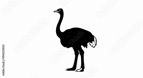 Black silhouette of an ostrich standing on a white background