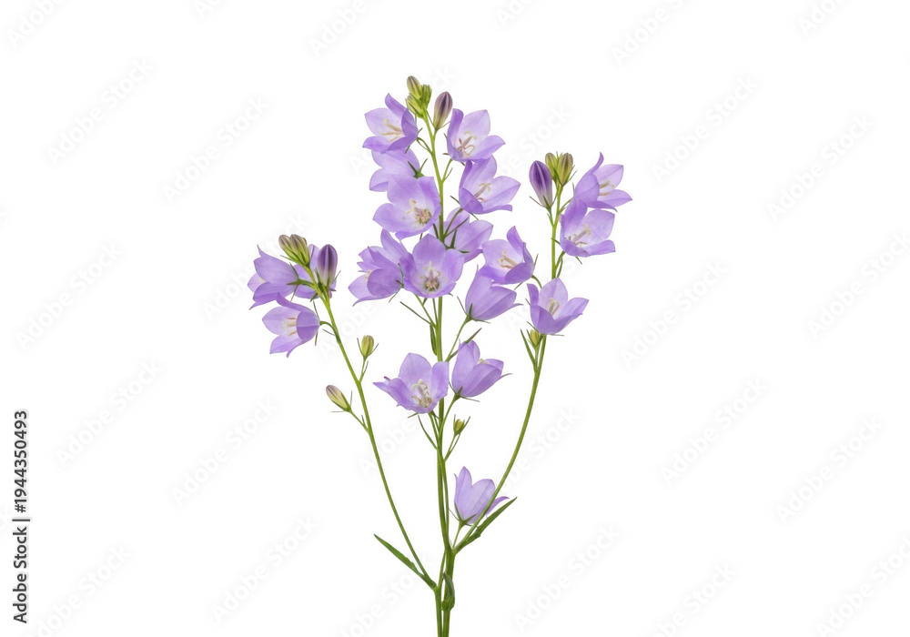 Obraz premium Delicate light purple delphinium flowers isolated on transparent background