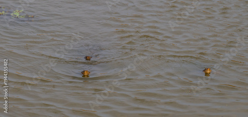 Foto Gezähnte Scharnierschildkröte - Serrated hinged terrapin im Krüger National Park