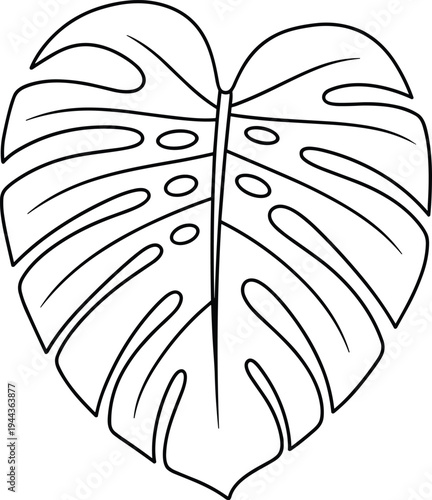  Black and white line drawing of Monstera deliciosa leaf with natural holes and splits, botanical illustration for design, decoration, tropical plant art concepts
