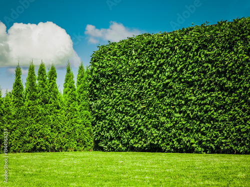 Beech hedge and thuja hedge in one garden