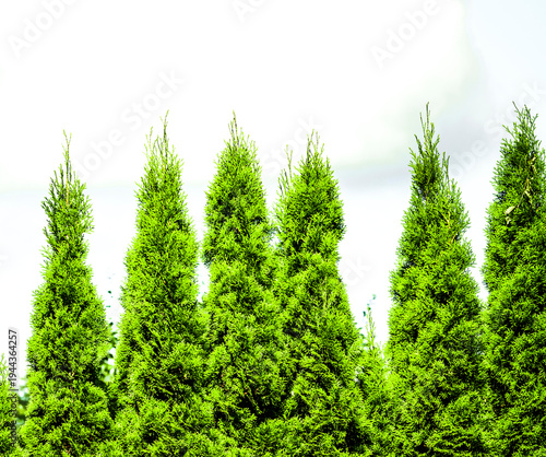 Thuja hedge isolated against a white background