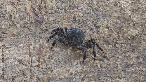 Small crab walking sideways on a rock