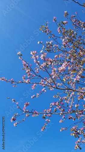 Pink Spring Blossoms on Tree Branch Against Clear Blue Sky