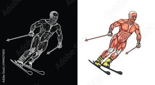 Anatomical illustration of a downhill skier's muscles and skeletal structure, presented in both wireframe and colored detailed views.