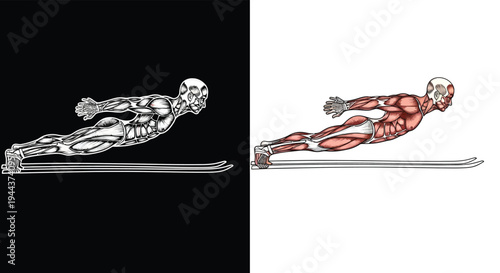Anatomical illustration of a human figure performing a superman exercise, showing muscle structure in both grayscale and color.