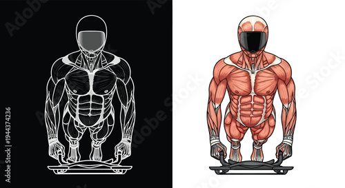 Detailed anatomical illustration of a bobsled or skeleton athlete in a racing position, showcasing muscle structure and form.