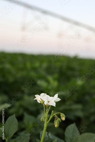 White flower potato blooming in a green potato field with irrigation system in the background, sustainable agriculture concept, crop growth, rural farming.