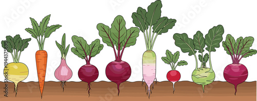 Fresh Root Vegetables Collection Growing in Soil with Carrot, Beetroot, Radish, Turnip and Onion Garden Vector Illustration