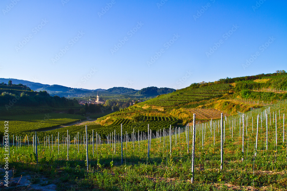 Obraz premium Weinberge Reben