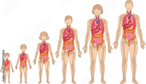 Human Digestive System Development Stages from Child to Adult Anatomy Medical Vector Illustration Set
