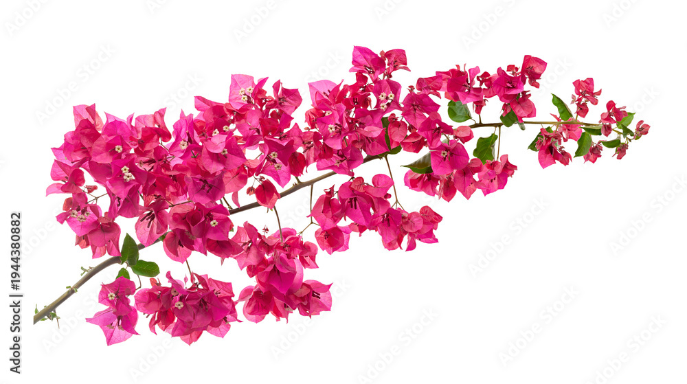Naklejka premium Pink bougainvillea (Bougainvillea glabra) flowers on natural thorny branch isolated on transparent background with clipping path.