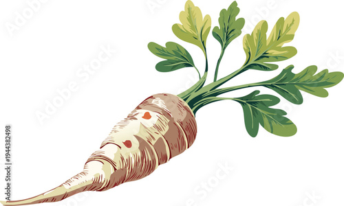 Orange carrot drawing in farmhouse style, detailed vegetarian food ingredient illustration root vegetables with leaves, raw whole natural, hand drawn health food market, transparent vector png eps 