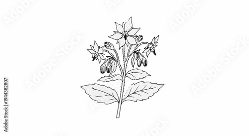 Delicate botanical illustration of a flowering plant with blue stars