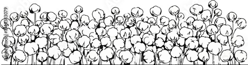 Dense field of fluffy, white cotton bolls on thin stalks