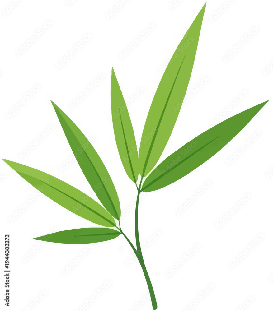 Obraz premium Delicate green bamboo leaves gently sway on a thin stem against a pure white background
