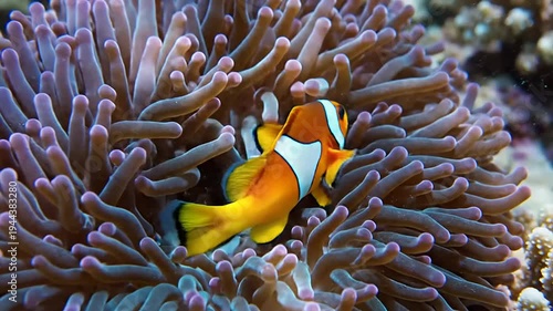 Vibrant orange and white clownfish nestled amongst soft purple anemone tentacles in a coral reef habitat