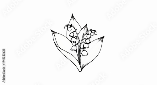 Delicate ink sketch of lily of the valley blossoms and leaves