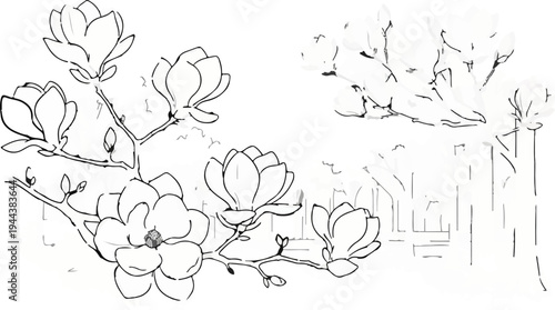 Delicate ink sketch of magnolia blossoms on branches against a soft background