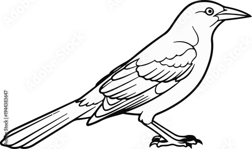 Detailed black and white illustration of a bird with a long tail and visible feathers