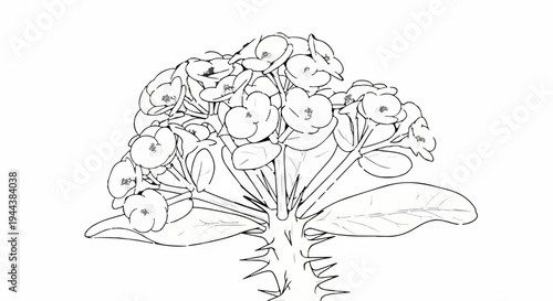 Delicate line drawing of a thorny succulent with abundant small blossoms