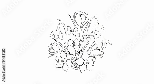 Delicate line drawing of spring flowers crocuses, daffodils, snowdrops