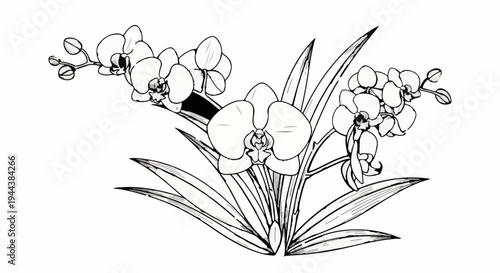 Delicate orchid blossoms and buds in a graceful ink-wash illustration